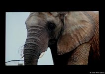 В Центре Современного Искусства YARAT показали фильм "Счастливый слон" (ФОТО)