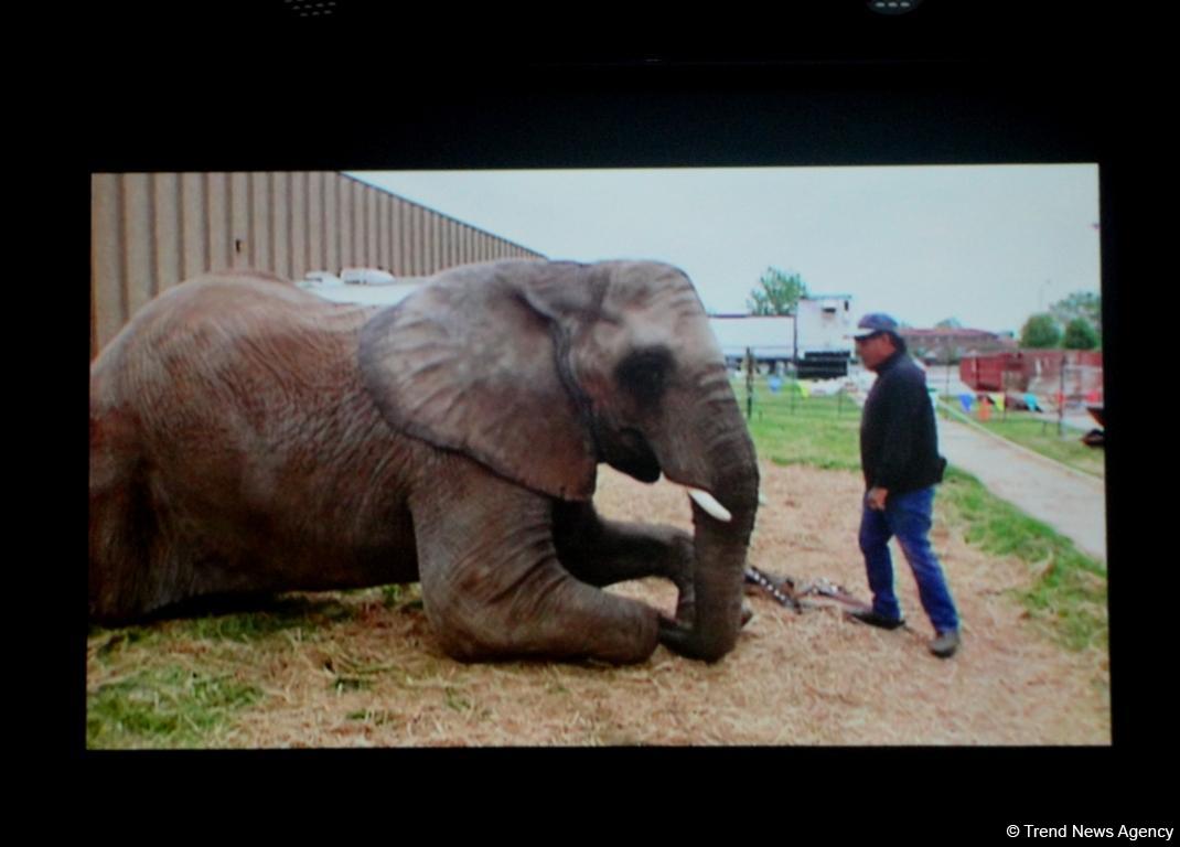В Центре Современного Искусства YARAT показали фильм "Счастливый слон" (ФОТО)