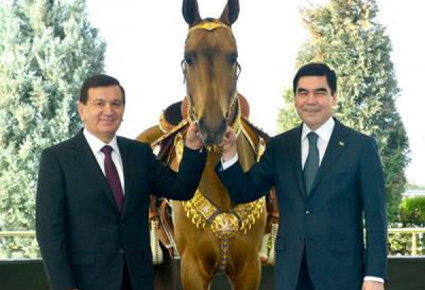 От имени президента Туркменистана в дар узбекскому народу преподнеcен ахалтекинский скакун
