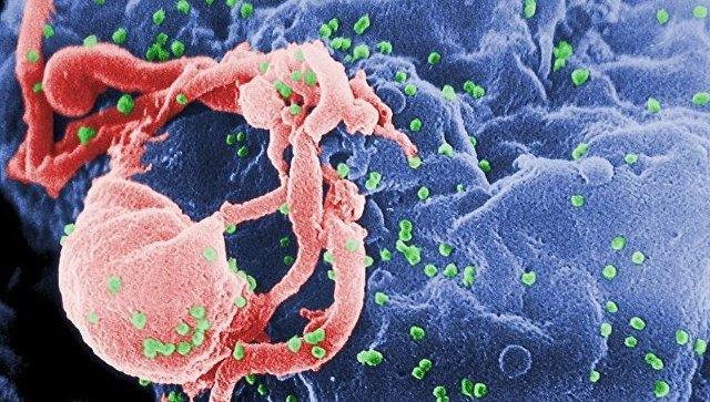 Ученые из США вырастили первых обезьян с иммунитетом к ВИЧ