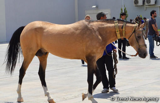 Turkmen horses may be included in UNESCO World Heritage List