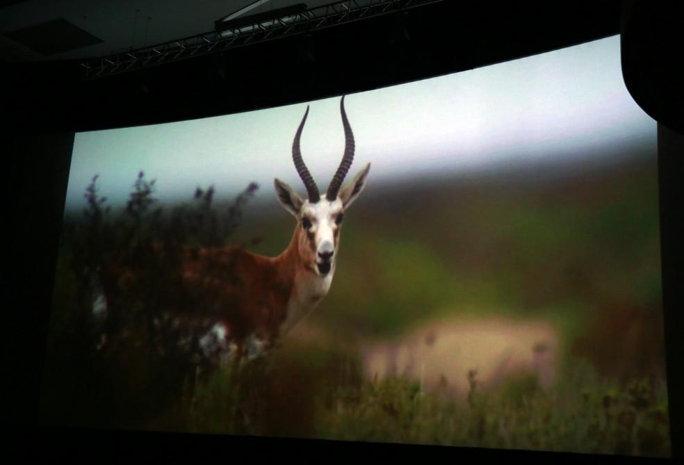 Leyla Aliyeva attends presentation of “Azerbaijan. Saving gazelles” documentary (PHOTO)