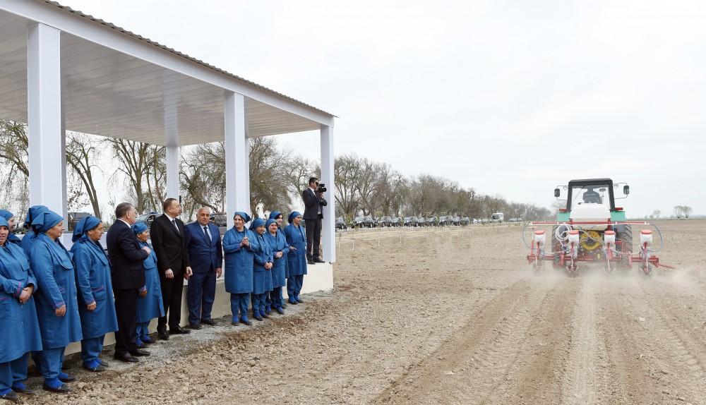 Президент Ильхам Алиев ознакомился с хлопковым полем в Саатлинском районе (ФОТО)