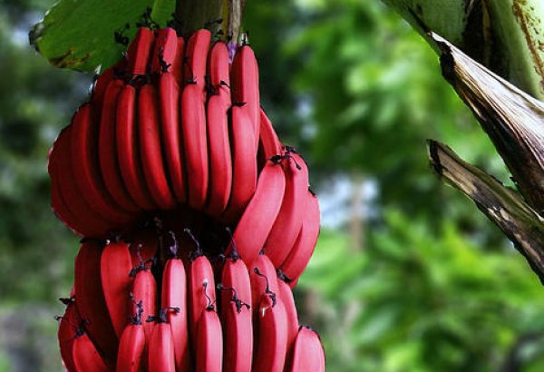Уникальные красные бананы (ФОТО)