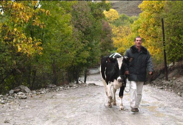 "Священная корова" по-азербайджански представлена в Швейцарии (ФОТО)