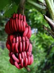 Уникальные красные бананы (ФОТО)