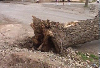 Сильный ветер повалил в Баку около 80 деревьев