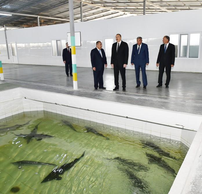 Президент Ильхам Алиев принял участие в открытии Варваринского предприятия по разведению рыбы (ФОТО)