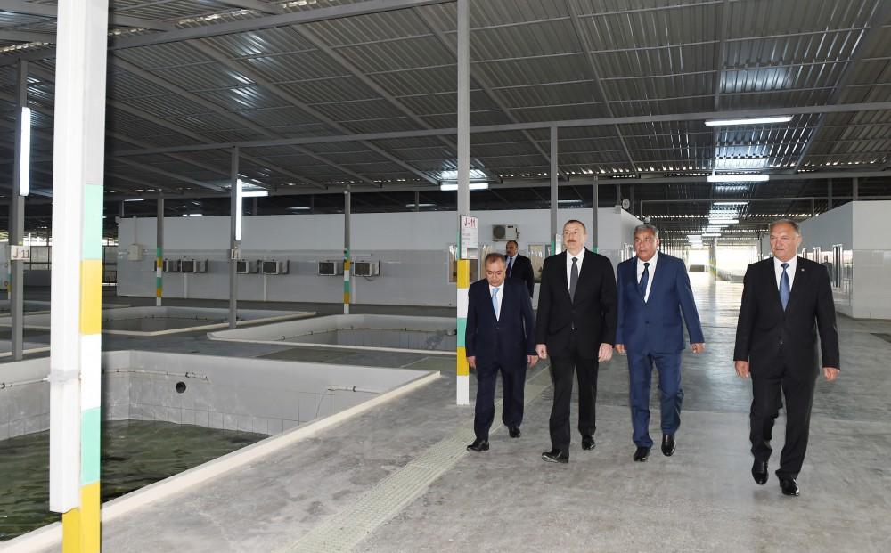 Президент Ильхам Алиев принял участие в открытии Варваринского предприятия по разведению рыбы (ФОТО)