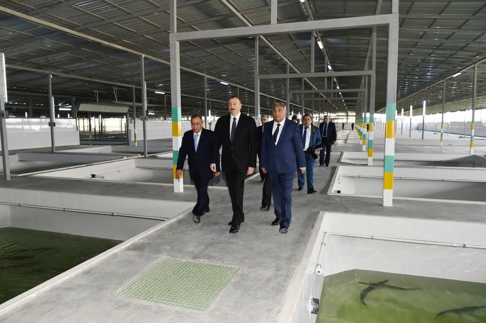 Prezident İlham Əliyev Varvara balıqartırma müəssisəsinin açılışında iştirak edib (FOTO) (YENİLƏNİB)