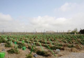 В Хазарском районе прошла акция по высадке деревьев