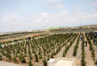 В Туркменистане идет активная посадка деревьев