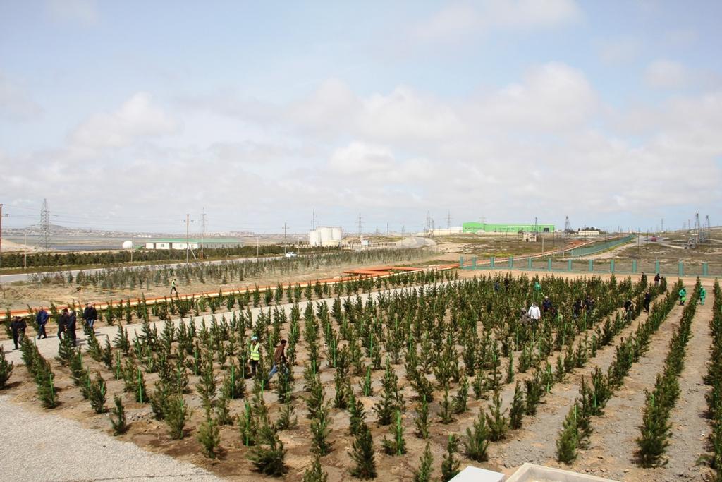 Сегодня в Азербайджане посажено 10 000 деревьев