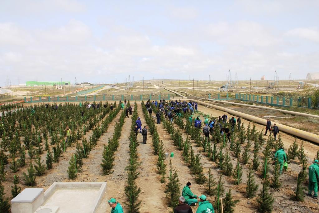 В Азербайджане желающие посадить деревья смогут бесплатно получить саженцы