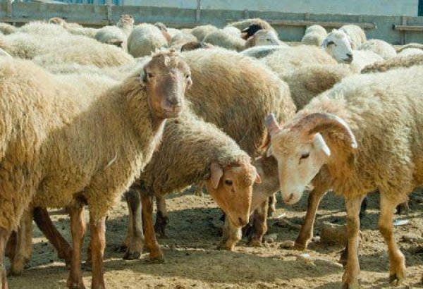 Iran now permits importing live animals