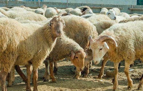 Iran imports sheep from Romania