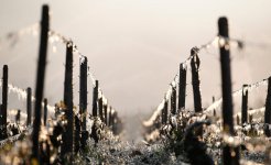 Виноградники Бордо, Шампани и Коньяк пострадали от сильнейших заморозков (ФОТО) - Gallery Thumbnail