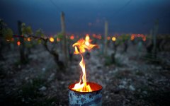 Виноградники Бордо, Шампани и Коньяк пострадали от сильнейших заморозков (ФОТО) - Gallery Thumbnail
