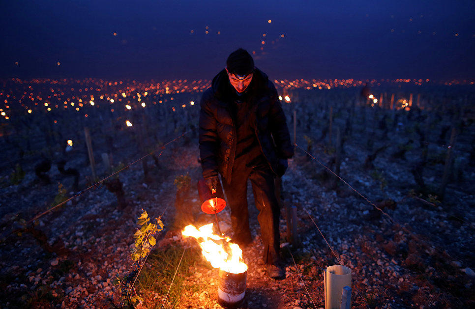 Виноградники Бордо, Шампани и Коньяк пострадали от сильнейших заморозков (ФОТО) - Gallery Image