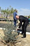 Ilham Aliyev, first lady attend tree-planting campaign on occasion of Azerbaijani national leader`s birthday (UPDATE)