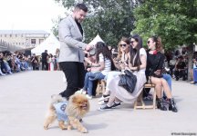 Уникальная коллекция для домашних питомцев Pet Fashion Show by NELYA  представлена в Баку (ФОТО) - Gallery Thumbnail