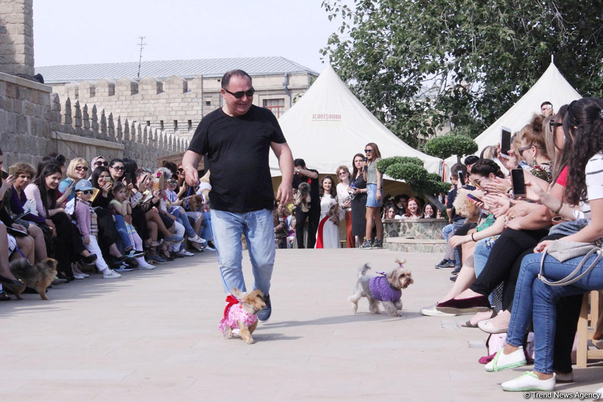 Уникальная коллекция для домашних питомцев Pet Fashion Show by NELYA  представлена в Баку (ФОТО) - Gallery Image