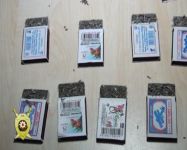 Sabirabadda narkotik maddələr əkib-becərən şəxslər saxlanılıb (FOTO)