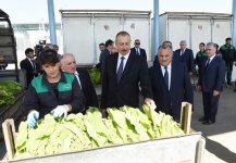 Prezident İlham Əliyev Qaxda tütün qəbulu məntəqəsində yaradılan şəraitlə tanış olub (FOTO)