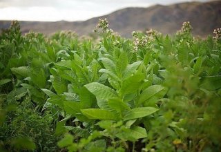 Azerbaijan's north-west region finishes tobacco leaf harvest