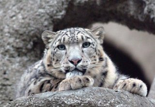 Kyrgyzstan to host international race to preserve snow leopard