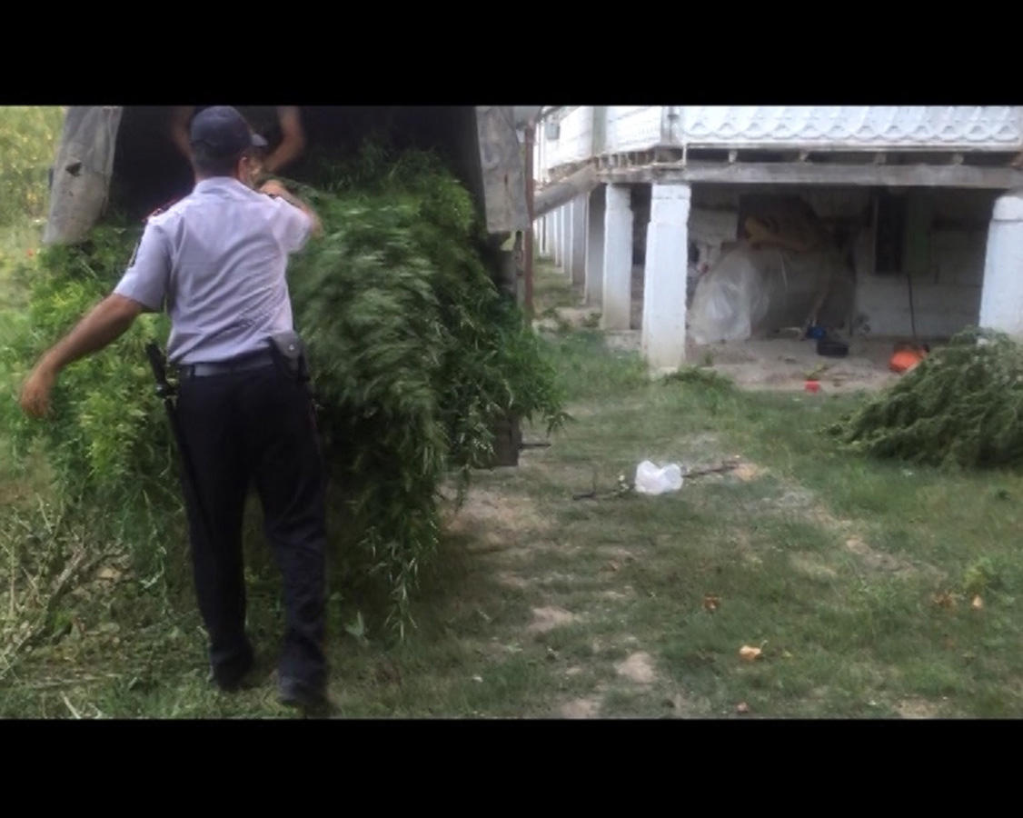 Sabirabadda əməliyyat - 100 kq-a yaxın narkotik tapıldı (FOTO)