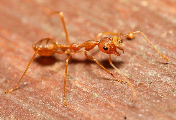 В одном из портов Японии вновь найдены смертельно опасные муравьи