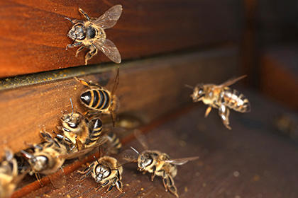 Azerbaijan to implement new project on beekeeping
