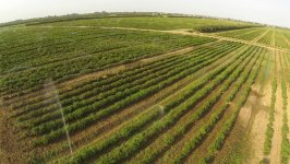 Президент Ильхам Алиев осмотрел чайные плантации ООО «Астара Чай» в Лянкяране (ФОТО)