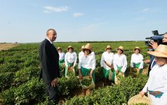 President Ilham Aliyev views Astara Chay LLC`s tea plantation in Lankaran (PHOTO)