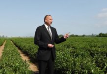 Президент Ильхам Алиев ознакомился с плантацией «Yaşıl çay» в Лянкяране (ФОТО)