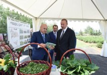 President Ilham Aliyev views “Yashil Chay” plantation in Lankaran (PHOTO)