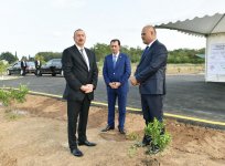Президент Ильхам Алиев ознакомился с цитрусовыми садами в Лянкяране (ФОТО)