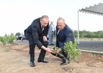 Президент Ильхам Алиев ознакомился с цитрусовыми садами в Лянкяране (ФОТО)