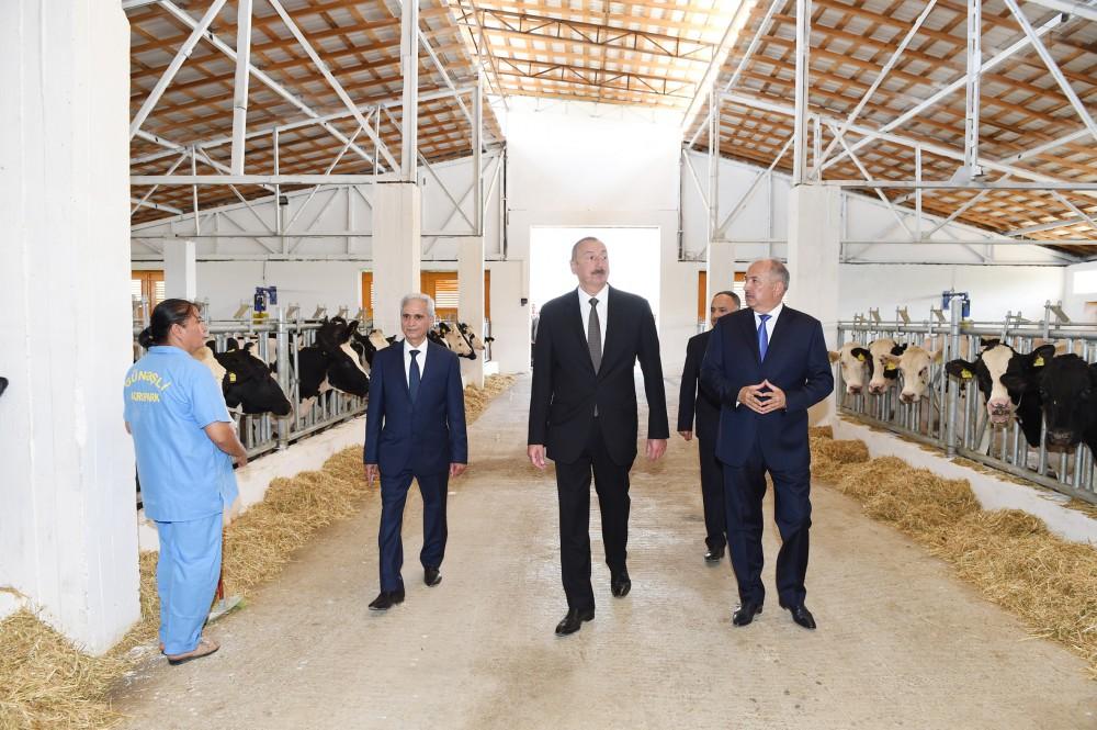 Prezident İlham Əliyev Cəlilabadda “Günəşli-Aqro” MMC-nin aqroparkında yaradılan şəraitlə tanış olub (FOTO)