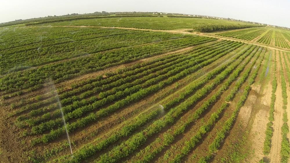 Президент Ильхам Алиев осмотрел чайные плантации ООО «Астара Чай» в Лянкяране (ФОТО)
