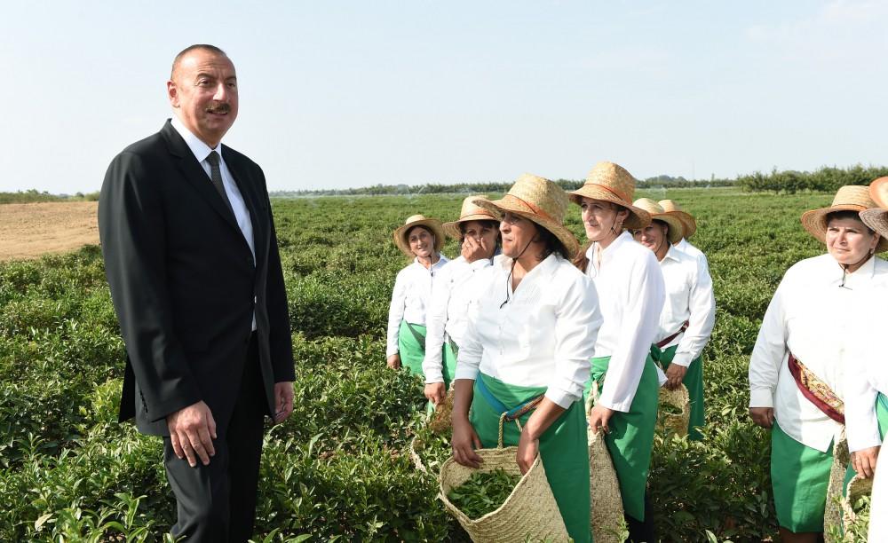 President Ilham Aliyev views Astara Chay LLC`s tea plantation in Lankaran (PHOTO)