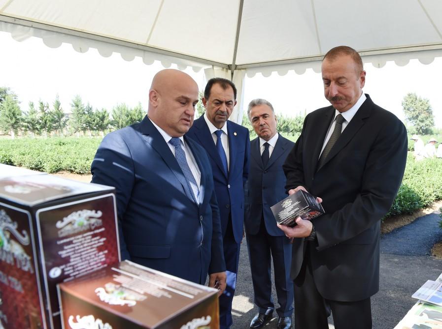 Президент Ильхам Алиев ознакомился с плантацией «Yaşıl çay» в Лянкяране (ФОТО)