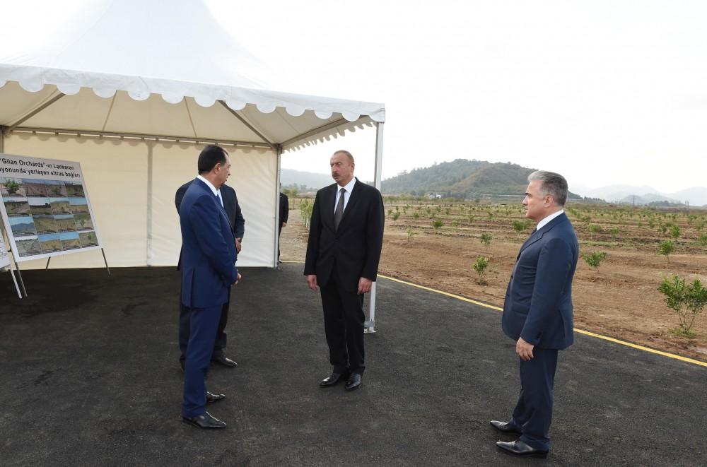 Prezident İlham Əliyev Lənkəranda “Gilan Orchards" MMC tərəfindən salınmış sitrus bağları ilə tanış olub (FOTO)