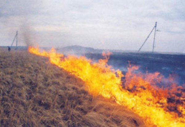 В Азербайджане будет введен запрет на сжигание стерни на посевных участках