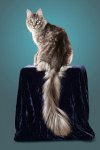 Самый длинный кошачий хвост и первый тату-протез: "Книга рекордов Гиннеса" (ФОТО)