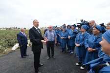 Президент Ильхам Алиев ознакомился с хлопковым участком в Нефтчалинском районе (ФОТО)