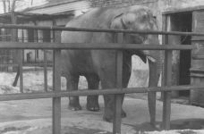 Shooting an Elephant … or a Firing Squad for Dumbo (PHOTO)