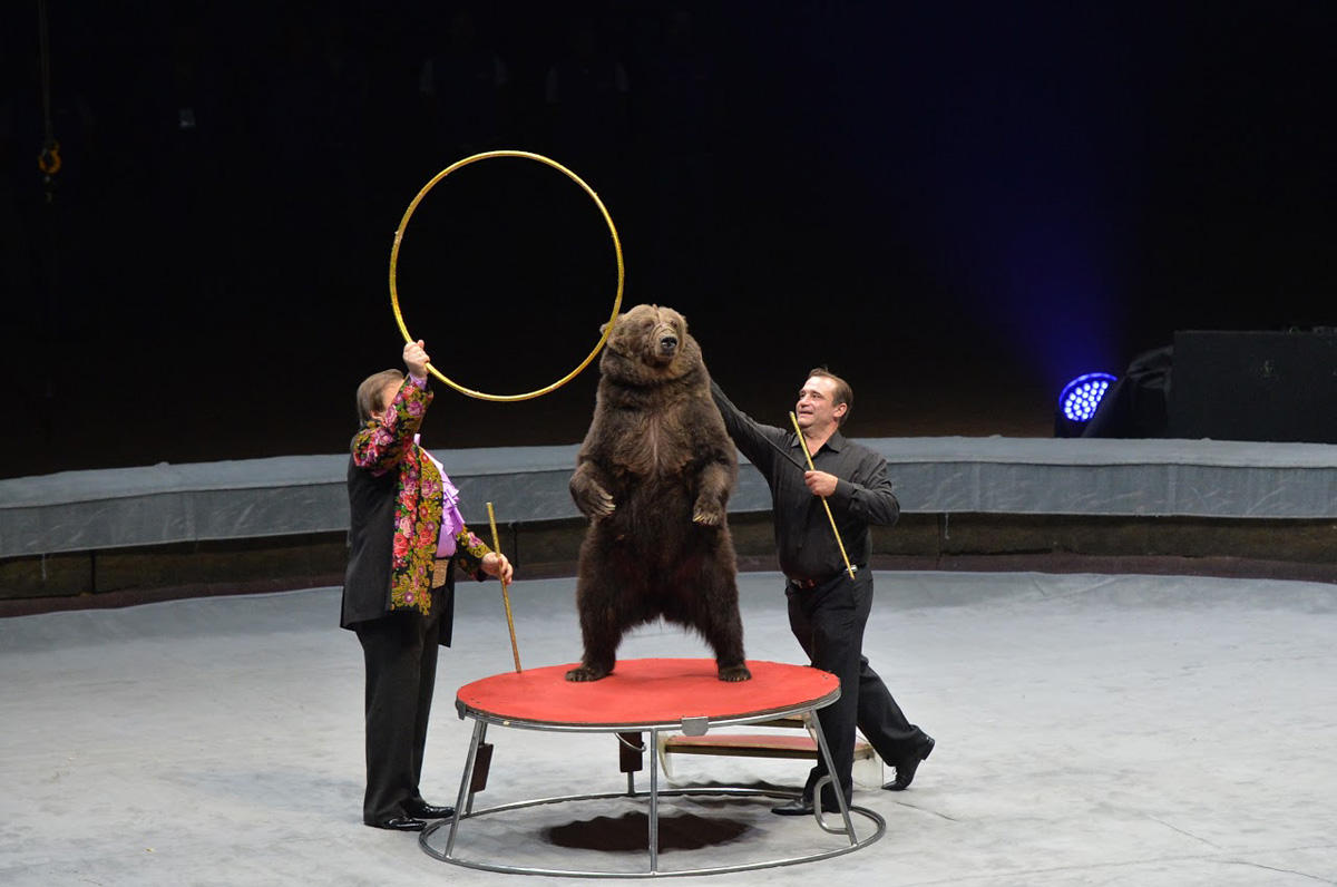 При поддержке Фонда Гейдара Алиева воспитанники детских домов посмотрели цирковую программу "Форсаж шоу" (ФОТО)