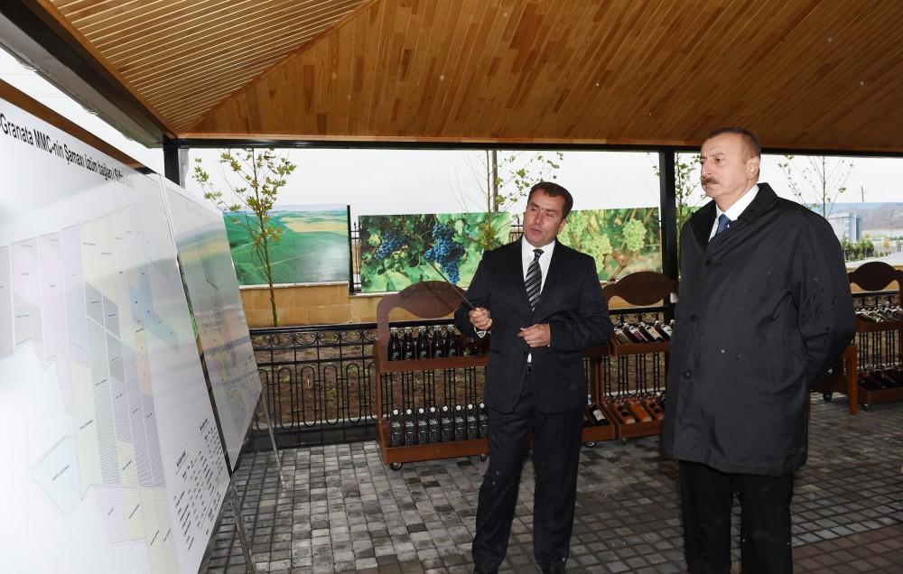 Prezident İlham Əliyev Şamaxıda üzüm bağları ilə tanış olub (FOTO)